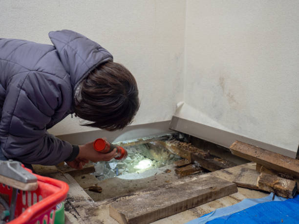 Reliable Mount Oliver, PA Mold Removal Solutions