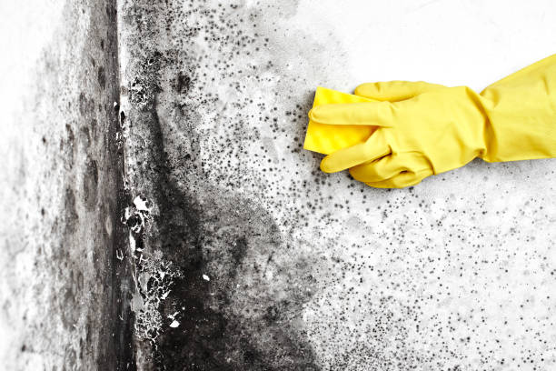 Best Water Damage & Mold Remediation  in Mount Oliver, PA